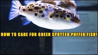 How to care for greenspotted puffers Everything you need to know about GSP fish [upl. by Durwood]