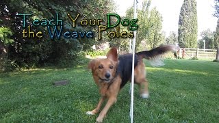 Teach Your Dog the Weave Poles  In Four Steps  Dog Agility [upl. by Fariss]