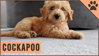 Cockapoo  Why Get A Cockapoo [upl. by Lizbeth]