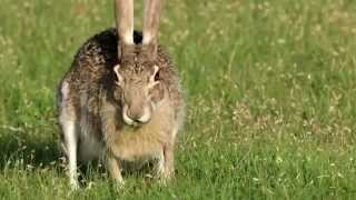 Texas Wild Blacktailed Jack Rabbit [upl. by Acihsay161]