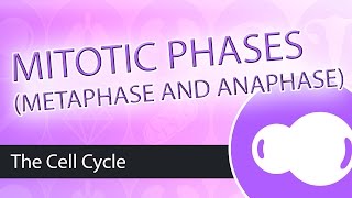 Steps of Mitosis Metaphase and Anaphase [upl. by Westfall]