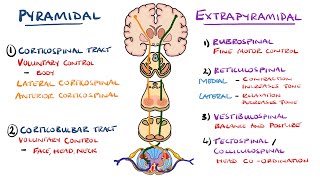 Extrapyramidal and Pyramidal Tracts  Descending Tracts of the Spinal Cord  Includes Lesions [upl. by Melamie]