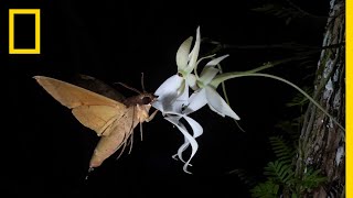 Rare Ghost Orchid Has Multiple Pollinators  Short Film Showcase [upl. by Clite]