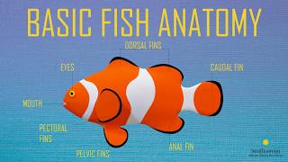 Fish Anatomy and Physiology [upl. by Aniri]