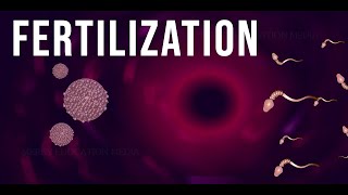 WHAT IS FERTILIZATION [upl. by Euginimod101]