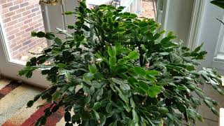 Thanksgiving and Christmas Cactus Care Update On How I Grow Them [upl. by Hakceber]