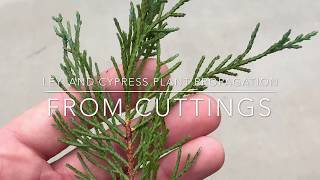 Leyland Cypress Plant Propagation From Cuttings [upl. by Mook]