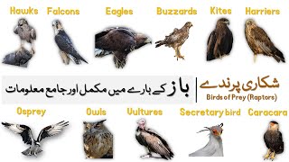 Information about Eagles Hawks Falcons Buzzards Harriers Kites Osprey  Birds of Prey Baaz [upl. by Josefina]