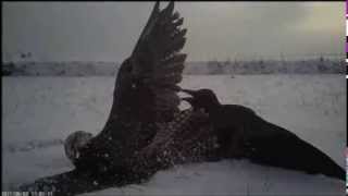 Amazing footage of how falcons catch their prey [upl. by Aniles]