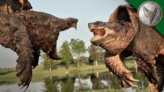 Alligator Snapping Turtle vs Common Snapping Turtle [upl. by Gnilsia620]