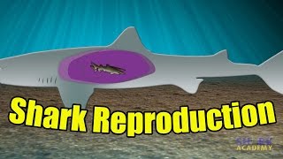 Shark Reproduction  SHARK ACADEMY [upl. by Moritz]