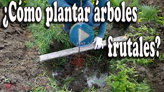 ¿Cómo plantar árboles frutales [upl. by Dnomra]