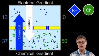 Electrochemical Gradient [upl. by Rodama]