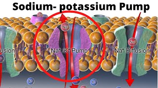 SodiumPotassium Pump How and Why [upl. by Hoskinson]