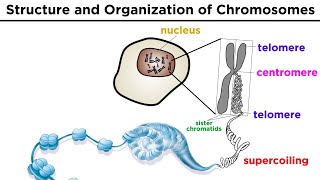 Chromosome Structure and Organization [upl. by Eniamat734]