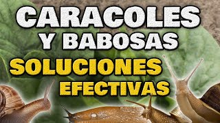 Como ELIMINAR CARACOLES y BABOSAS del Jardín y Huerto Urbano 🐌 Métodos Caseros y 100 Ecológicos [upl. by Ubald282]