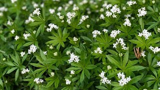 Sweet woodruff Galium odoratum [upl. by Cacia]