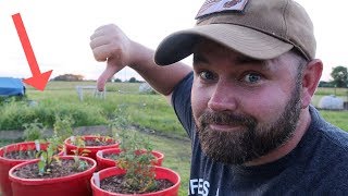 The Truth About ARMS FAMILY HOMESTEADS DIY Self Wicking Containers Self Watering Tubs [upl. by Iolenta50]