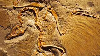 Debunking Transitional Fossils Archaeopteryx amp Tiktaalik [upl. by Ishii408]