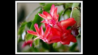 How to care for Christmas Cactus amp Thanksgiving Cactus Schlumbergera [upl. by Ydnarb]