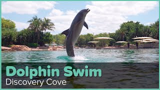 Discovery Cove Dolphin Swim Experience  Discovery Cove Orlando [upl. by Stutsman]