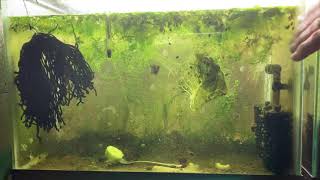 Scuds Daphnia Cherry Shrimp Copepods My aquatic food culture [upl. by Anomar406]