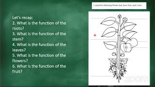 Grade 4 Natural Science 14 May 2020 Basic structure of plants [upl. by Ahtrim527]