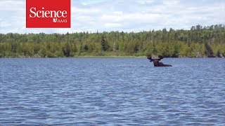 Snippet Moose eating underwater [upl. by Krid]