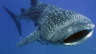 Facts The Whale Shark [upl. by Koller]