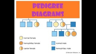 How to solve Pedigree diagrams [upl. by Ellenod459]