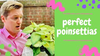 How to Care for Poinsettias Summer Tips [upl. by Reger402]