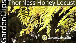 Thornless Honey Locust  Gleditsia Inermis  Growing Honey Locust [upl. by Kilroy15]