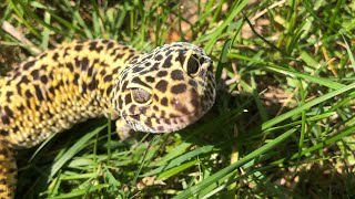 Leopard gecko in the “wild” [upl. by Zippora]