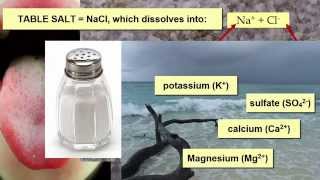 Salinity Impacts on Marine Life [upl. by Eixam90]