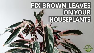 How To Fix Brown Leaves On Houseplants  Step By Step Guide [upl. by Aicissej]