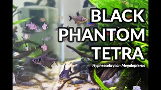 Black Phantom Tetra in community tank [upl. by Elstan]