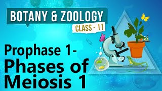 Prophase 1  Phases of Meiosis 1  Cell Division  Biology Class 11 [upl. by Acenom480]