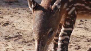 Baby Tapir at the Zoo [upl. by Leitnahs]