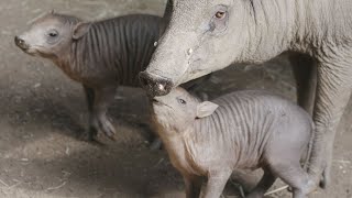 Playful Babirusa Piglets [upl. by Egief]