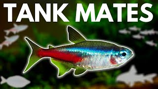 7 BEST Neon Tetra Tank Mates You Need to Try [upl. by Adnolat319]