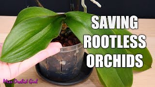 Saving my Phalaenopsis Orchid with limp leaves and no roots  Long discussion about cutting spikes [upl. by Yeldah860]