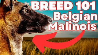 BELGIAN MALINOIS 101 Everything You Need To Know About the Belgian Malinois [upl. by Angell]