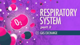 Respiratory System Part 2 Crash Course Anatomy amp Physiology 32 [upl. by Gove]