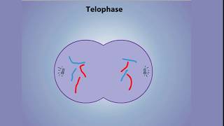 Stages of Mitosis  Prophase Prometaphase Metaphase Anaphase amp Telophase [upl. by Tia]