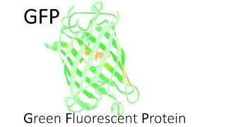 GFP  Green Fluorescent Protein [upl. by Shermie]