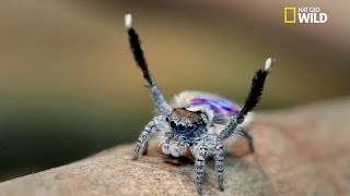 La danse de l’araignée pan [upl. by Egidius]