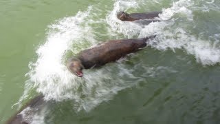 Longleat Jungle Cruise  Sea Lions Gorillas amp Hippos [upl. by Alessandra]