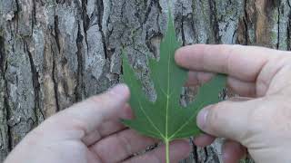 Identifying silver maple [upl. by Thirzia]