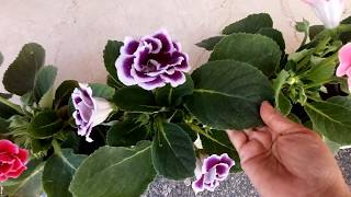 No1 indoor flowering plant Gloxinia care tips Sinningia speciosa [upl. by Eirolam]