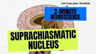 2Minute Neuroscience Suprachiasmatic Nucleus [upl. by Llecrup]